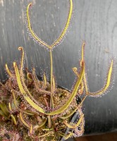 Drosera binata var. binata | rosnatka pocházející z Nového Zélandu
