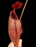 Nepenthes (veitchii x lowii) x aristolochioides | 8 - 10 cm